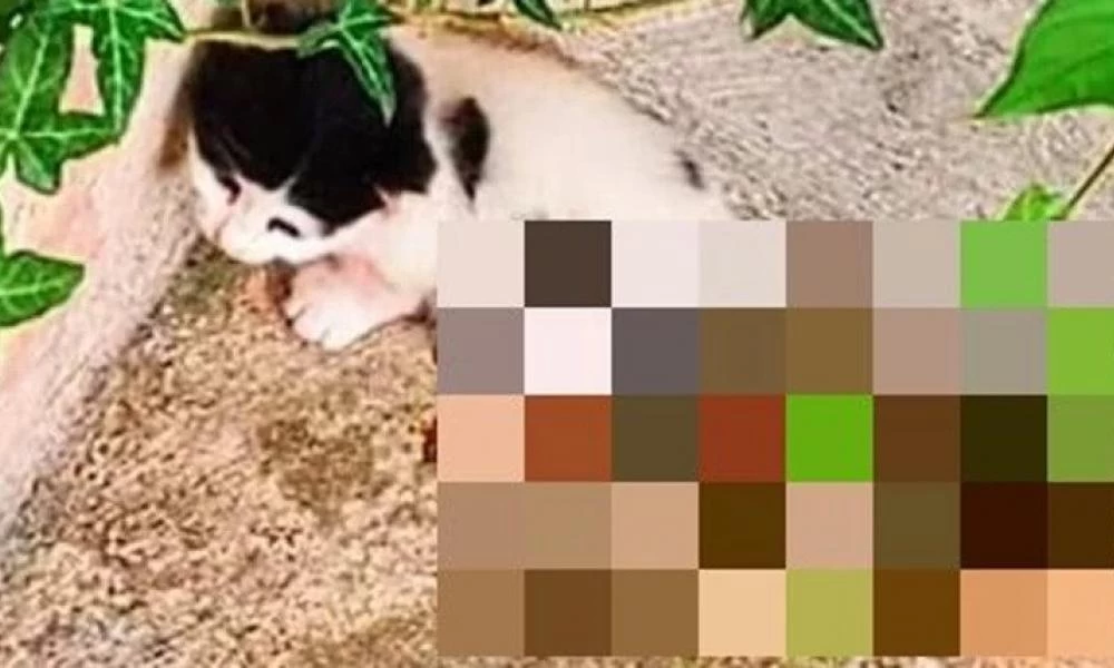 Νέα Σμύρνη: Ηλικιωμένη κατέσφαξε νεογέννητα γατάκια στην αυλή της